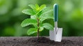 Mint Plant Growing in Soil with Shovel - Fresh and Natural Royalty Free Stock Photo