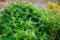 Mint plant growing at vegetable garden. Fresh green mint leaves, herbal plant Royalty Free Stock Photo