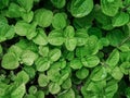 Mint plant growth in a garden.Green leave background. Royalty Free Stock Photo