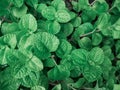 Mint plant growth in a garden.Green leave background. Royalty Free Stock Photo