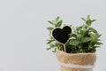 Mint plant herbs in burlap pot Royalty Free Stock Photo