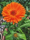 Marigold flower calendula officinalis Royalty Free Stock Photo