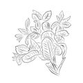 Mint plant outline drawing, a spicy herb. Minimalistic illustration. Royalty Free Stock Photo