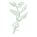 Mint plant outline drawing, a spicy herb. Minimalistic illustration. Royalty Free Stock Photo