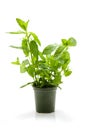 Mint plant in pot Royalty Free Stock Photo