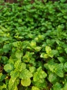 Mint plant in pot.