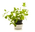 Mint plant in a pot Royalty Free Stock Photo