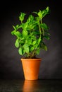 Mint Plant in Pottery Pot Royalty Free Stock Photo