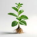 Mint plant with serrated leaves and exposed root system on white Royalty Free Stock Photo