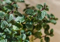 Mint plant Royalty Free Stock Photo