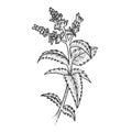 Mint plant sketch engraving vector