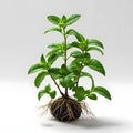 Mint Plant with Soil Ball and Root System Isolated Royalty Free Stock Photo
