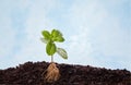 Mint plant in soil with visible root