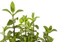 Mint Plant - spearmint Royalty Free Stock Photo