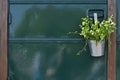 Mint plant in a tin pot Royalty Free Stock Photo