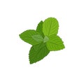 Mint plant Royalty Free Stock Photo