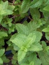 Healthy Mint Plant in Pot