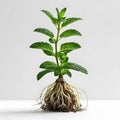 Mint Plant with Visible Root System stock extensive Royalty Free Stock Photo