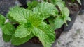 Mint plants grow lush and fresh