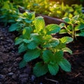 Mint plants grow at the vegetable garden. Generated AI