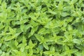 Mint plants in a herb garden Royalty Free Stock Photo