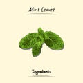 Mint Leaves Illustration Sketch And Vector Style. Good to use for restaurant menu, Food recipe book and food ingredients content.