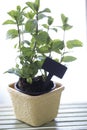 Mint in a pot with a wooden label. Royalty Free Stock Photo