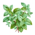 Mint. Realistic close-up illustration of fresh herb, isolated on white background. Generative AI