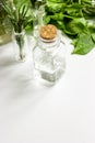 Mint, sage, rosemary, thyme - aromatherapy white background Royalty Free Stock Photo