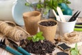 Mint seedlings in biodegradable pots near garden tools. Indoor gardening, germinating herb seeds Royalty Free Stock Photo