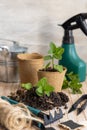 Mint seedlings in biodegradable pots near garden tools. Indoor gardening, germinating herb seeds Royalty Free Stock Photo