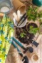 Mint seedlings in biodegradable pots near garden tools. Indoor gardening, germinating herb seeds Royalty Free Stock Photo