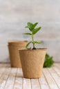 Mint seedlings growing in a biodegradable pots close up. Homegro Royalty Free Stock Photo