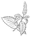 Mint sketch. Botanical drawing. Hand drawn plant