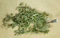 Mint, spearmint. Dry herbs. Herbal medicine, phytotherapy medici Royalty Free Stock Photo