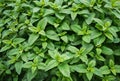 Mint spearmint plant green leaf