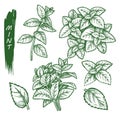 Mint spice set, peppermint, spearmint sketch herbs Royalty Free Stock Photo