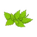 Mint spice vector realistic colored botanical illustration