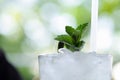 Mint sprig on the top of a refreshing mojito cocktail Royalty Free Stock Photo