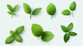 Mint sprigs isolate on a white background. Selective focus.