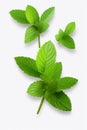 Mint sprigs isolate on a white background. Selective focus.