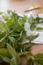 Mint sprigs on a wooden table. Aromatic mint on a wooden background