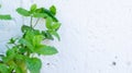 Mint stem leaves growing tall outdoors on a home patio, against a white concrete wall for copy space and a background graphic