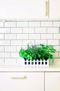 Mint, thyme, basil, parsley - aromatic organic herbs on white kitchen table, brick tile background. Potted culinary Royalty Free Stock Photo