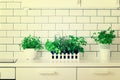 Mint, thyme, basil, parsley - aromatic organic herbs on white kitchen table, brick tile background. Potted culinary Royalty Free Stock Photo