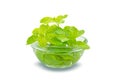 Mint in the transparent glass bowl isolated on white background,clipping path