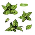 Mint vector drawing illustration, isolated on the white background. Collection of twigs and mint leaves.Herbal engraved Royalty Free Stock Photo