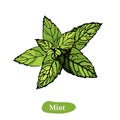 Mint vector drawing illustration, isolated on the white background. Herbal engraved style illustration Royalty Free Stock Photo