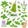 Mint vector spearmint leaves menthol aroma and fresh peppermint herb illustration set of herbal green plant leaf food