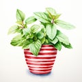 Detailed Watercolor Illustration Of Red And White Mint Flower In Striped Pots Royalty Free Stock Photo